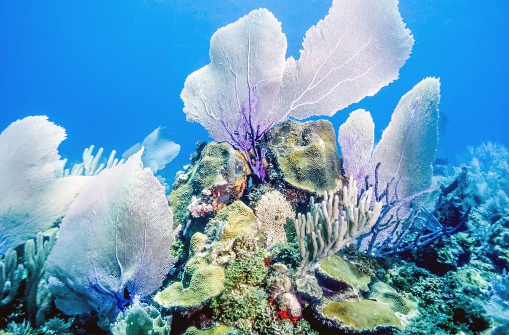 VacayStore Shares The Top Attractions of the ABC Islands 4